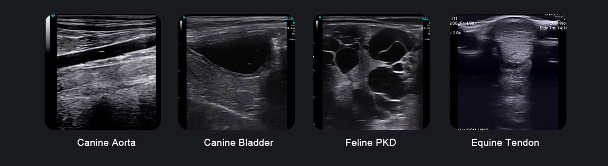 SonoEye P2 VET SonoEye P2 VET