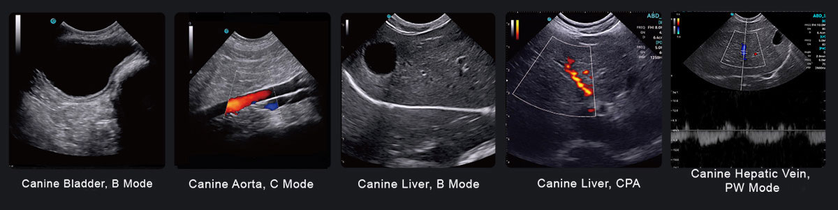 SonoEye P6 VET SonoEye P6 VET